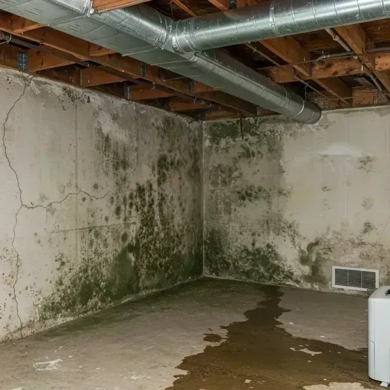 Professional Mold Removal in North Auburn, CA